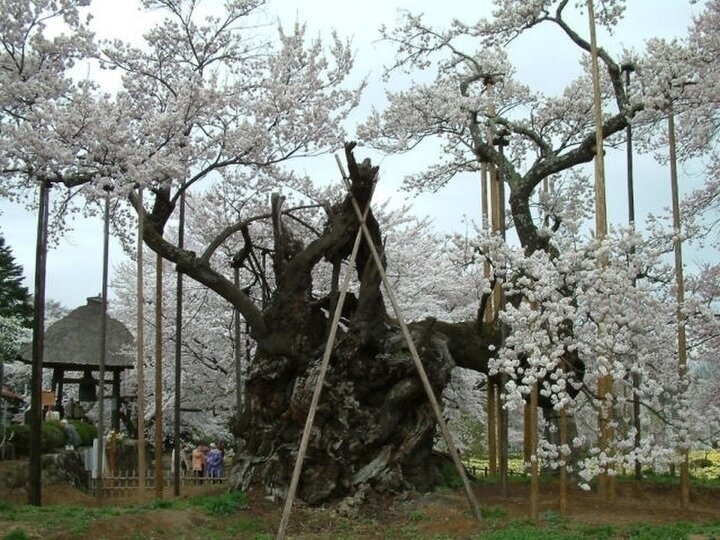 【山梨県】神代の花を咲かせる日本最古の見事な桜「山高神代桜」