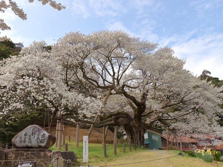 【島根県】長い歳月を経て咲き続ける名木「三隅大平桜」