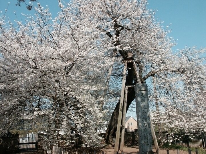 【埼玉県】歴史を刻む、由緒ある古木の桜「石戸蒲ザクラ」