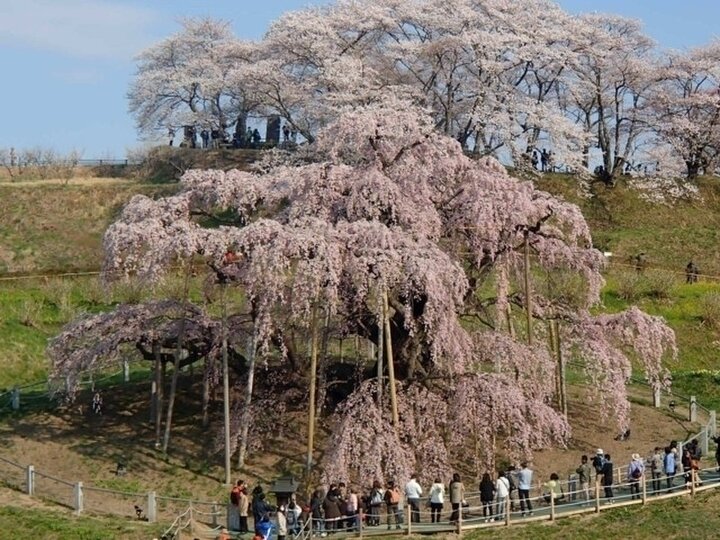 【福島県】滝のように枝を垂らす鮮やかなベニシダレザクラ「三春滝桜」