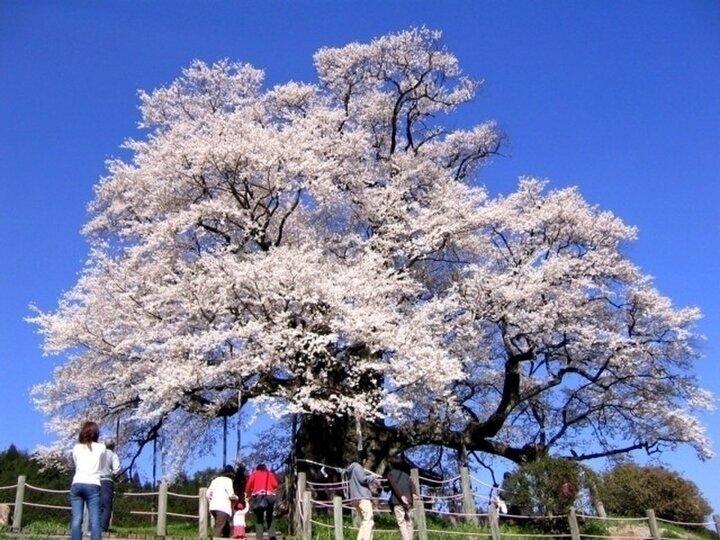 【岡山県】高さ約18m、空に向かって堂々と枝をのばす見事な巨木「醍醐桜」