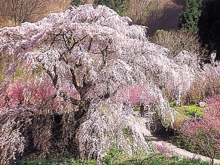 【奈良県】1本で何万人をも惹きつけるシダレザクラ「本郷の瀧桜（又兵衛桜）」