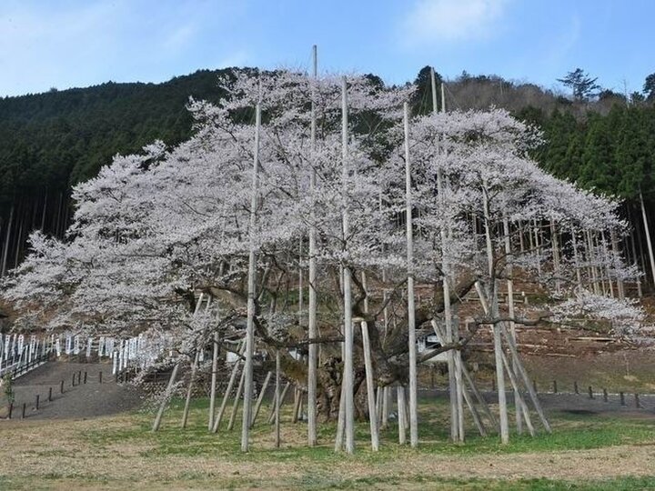 【岐阜県】樹齢1500余年を誇る孤高の桜「根尾谷淡墨ザクラ」