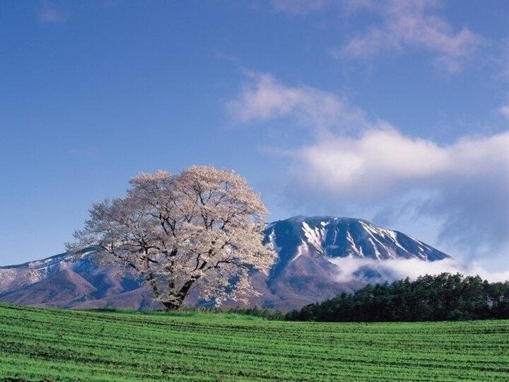 【岩手県】残雪の残る岩手山を背景に桜が咲く「小岩井農場」