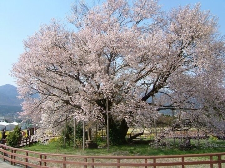 【熊本県】樹齢400年余りといわれる大桜「一心行の大桜」