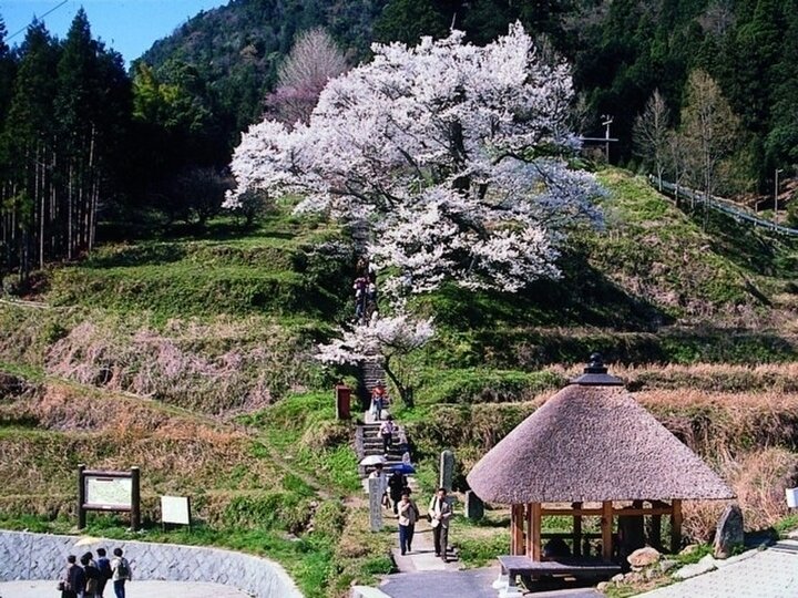 【奈良県】圏内で最古・最大といわれる風格ある桜「佛隆寺千年桜」