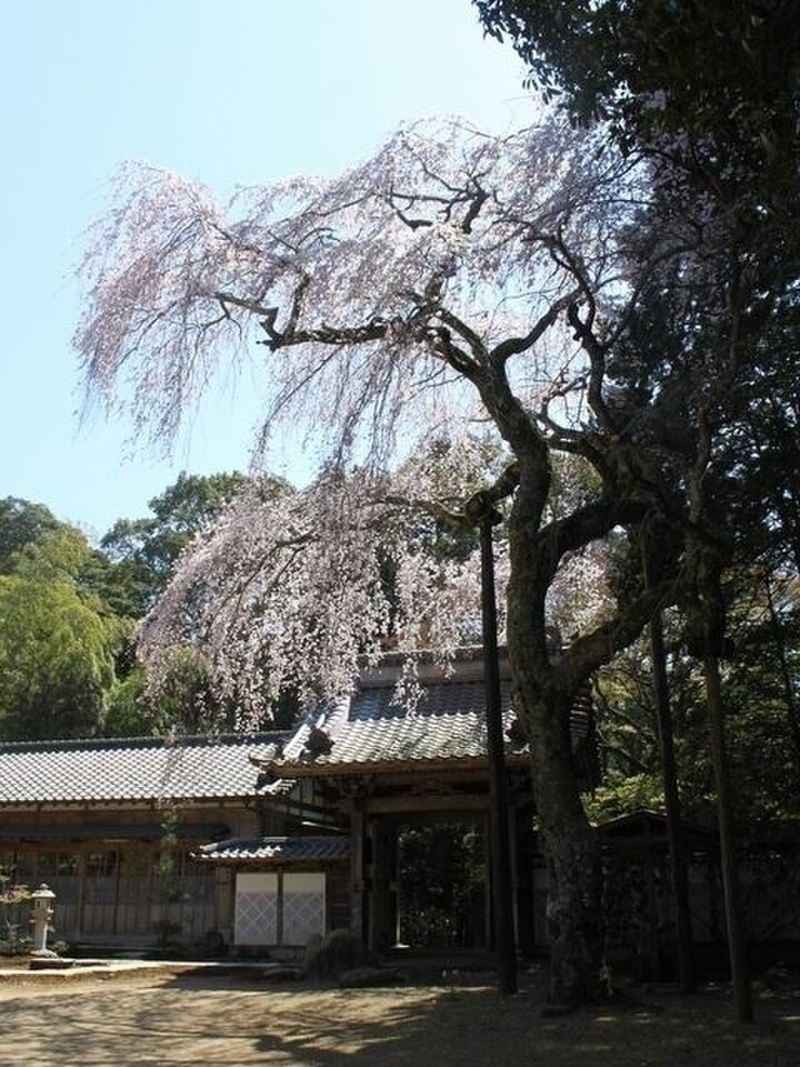 【静岡県】四方に見事に垂れ広がる枝に咲き誇る「報本寺のしだれ桜」