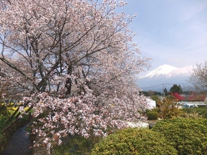 【静岡県】頼朝ゆかりの国指定特別天然記念物「狩宿の下馬桜」