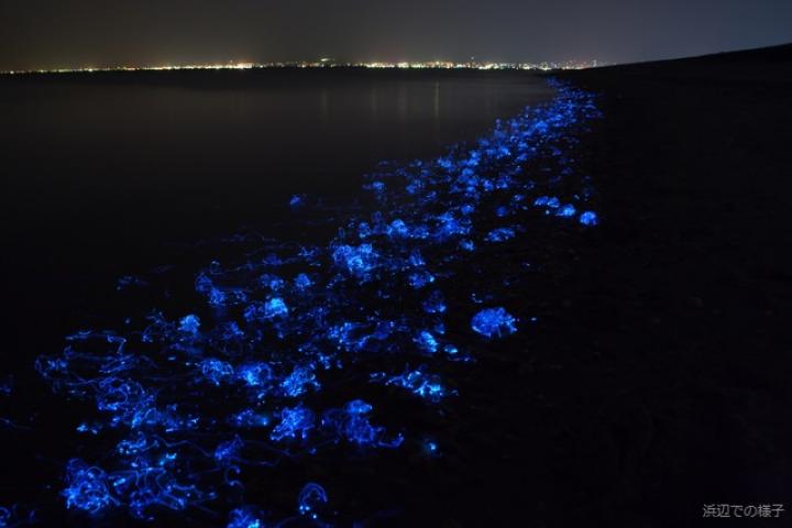 今しか見られない 春を告げる 富山湾のサファイア ほたるいか海上観光を体験しよう ことりっぷ