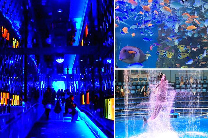 ことりっぷアプリで話題 雨の日も楽しめる 都内の水族館 5選 ことりっぷ