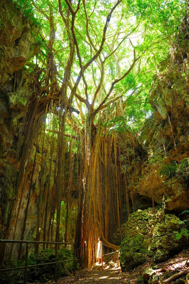 妖精が住むガジュマルの木に出会える 沖縄 ガンガラーの谷 へ ことりっぷ