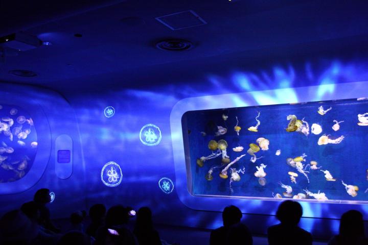 世界初 いま話題の3dマッピングと水族館がコラボ 新江ノ島水族館の ナイトアクアリウム ことりっぷ