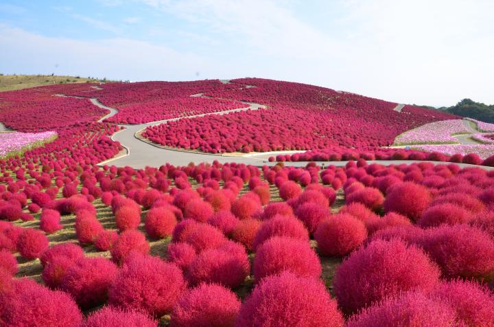 今だけの絶景 真っ赤なコキアと県北アートをめぐる旅 ことりっぷ