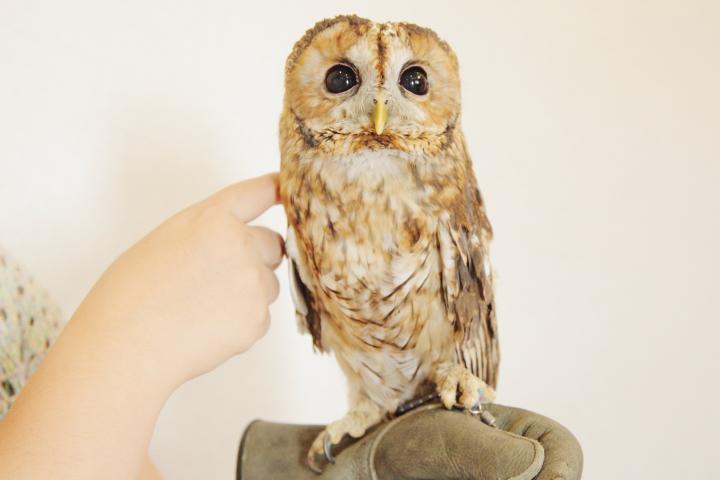 鳥好きにはたまらない 手乗りや肩乗せもできる癒しの鳥カフェ 国分寺 ふくろう茶房 ことりっぷ