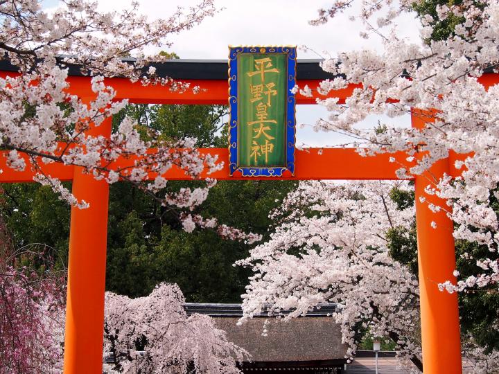 桜色に包まれる京都屈指の桜名所 平野神社 へ ことりっぷ