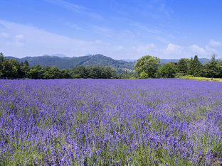 三重県のおすすめ観光 旅行 週末おでかけ情報 64件 ことりっぷ編集部おすすめ