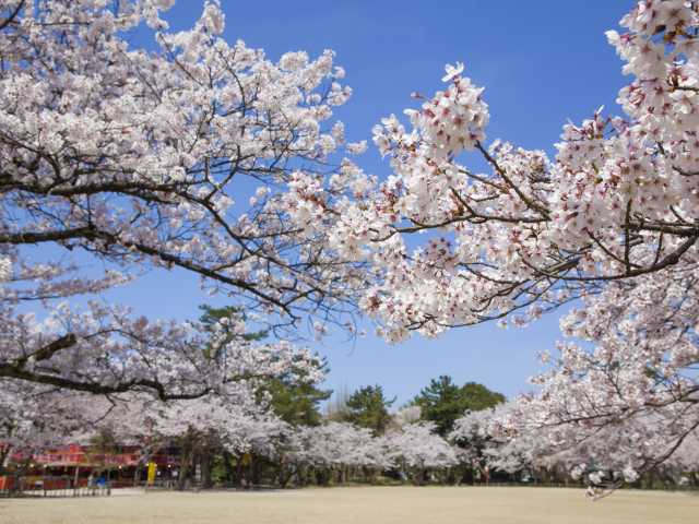 高岡古城公園の桜 ことりっぷ厳選 おでかけ 観光情報