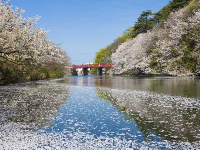 高岡古城公園の桜 ことりっぷ厳選 おでかけ 観光情報