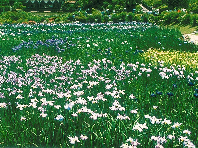 花の郷滝谷花しょうぶ園 ことりっぷ厳選 おでかけ 観光情報