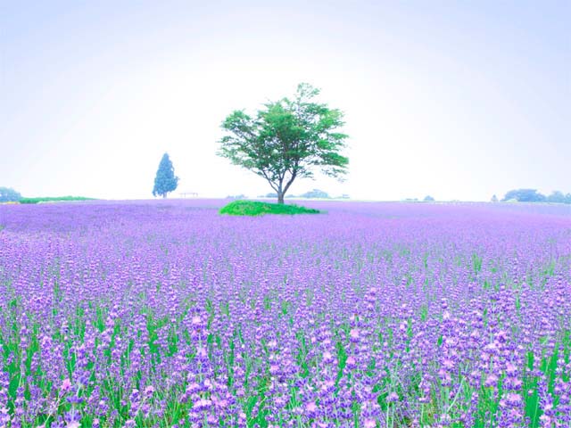 メナード青山リゾート ハーブガーデン ことりっぷ厳選 おでかけ 観光情報