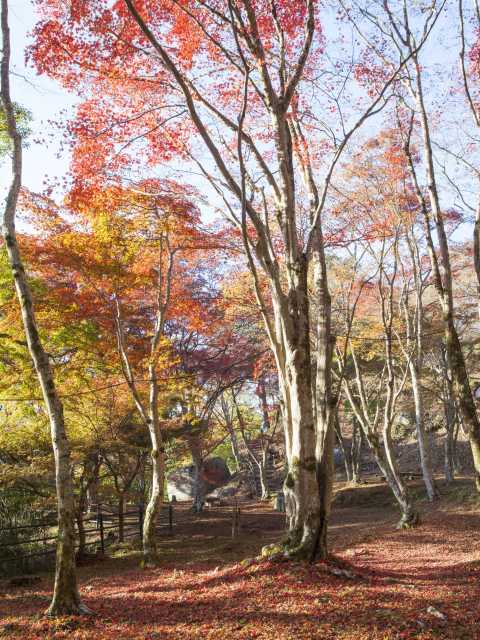 笠置山の紅葉 ことりっぷ厳選 おでかけ 観光情報