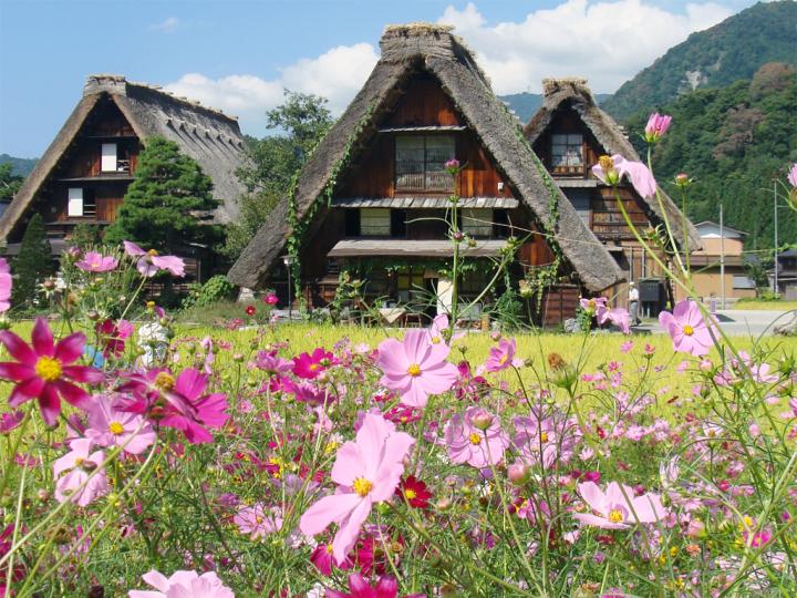 コスモスが美しく揺れる秋の白川郷 五箇山 里山さんぽ ことりっぷ