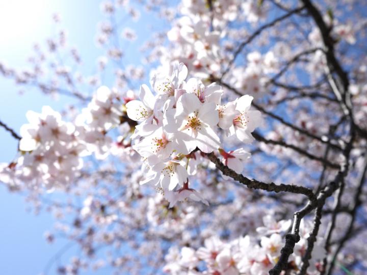 桜をめぐる東京都内のお花見さんぽ ことりっぷ