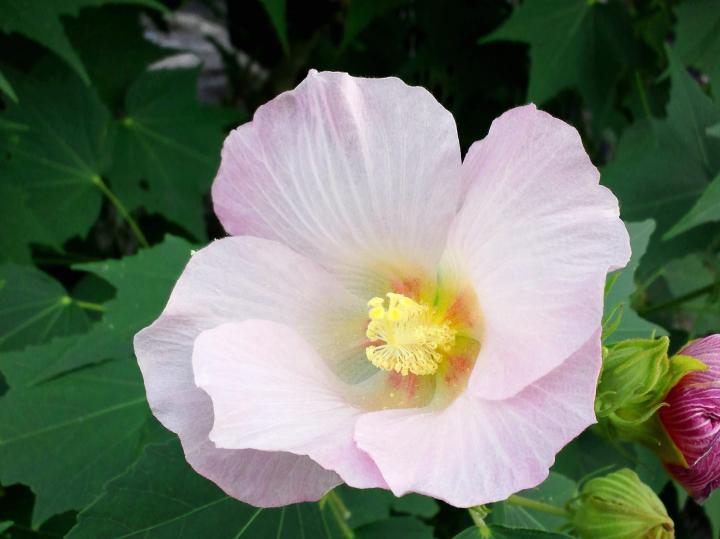 花の色がほのかに赤く酔う酔芙蓉が咲き誇る京都 妙蓮寺 へ ことりっぷ