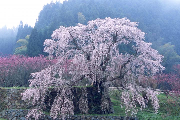 息をのむほど幻想的 奈良県宇陀市の一本桜を見に行きませんか ことりっぷ