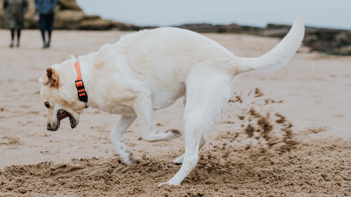 cachorro em areia onde pode ter o bicho de pé