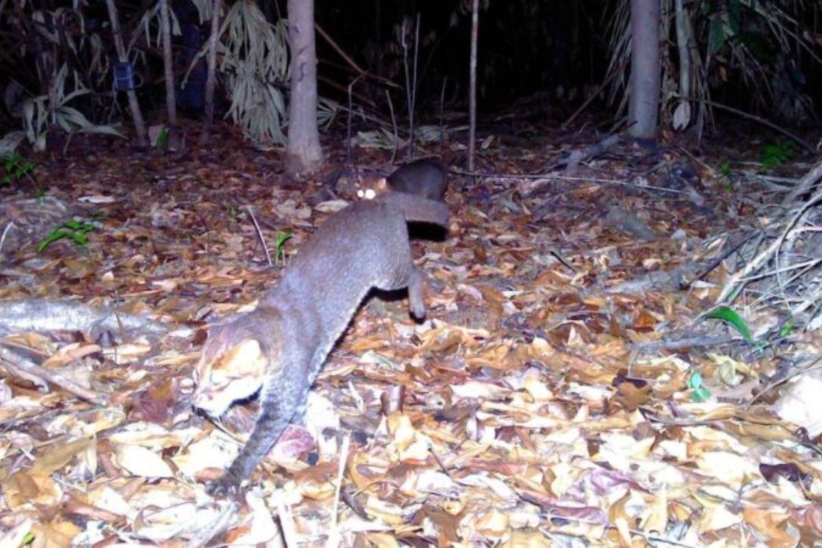 Gato-de-cabeça-achatada