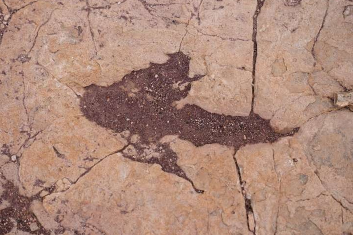 Foto colorida de pegada dedinossauro de três dedos encontrada na Bolívia - Metrópoles. 