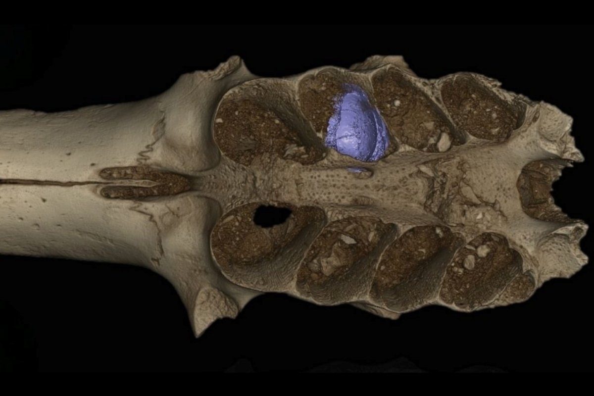 Ilustração gráfica de um osso com buracos onde abelhas fizeram morada - Metrópoles.