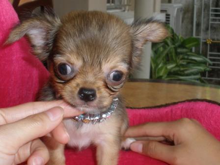 (((((ขายชิวาวาขนยาว ))))เพศผู้ เพศเมีย   ทำวัคซีน-ถ่ายพยาธิแล้ว อายุ2เดือน รับประกันสุขภาพ พร้อมใบเพด  โทร0816588429 