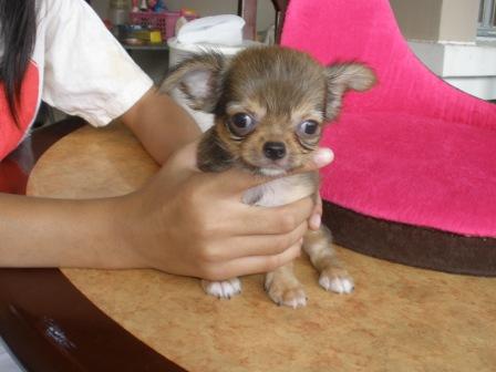 (((((ขายชิวาวาขนยาว ))))เพศผู้ เพศเมีย   ทำวัคซีน-ถ่ายพยาธิแล้ว อายุ2เดือน รับประกันสุขภาพ พร้อมใบเพด  โทร0816588429