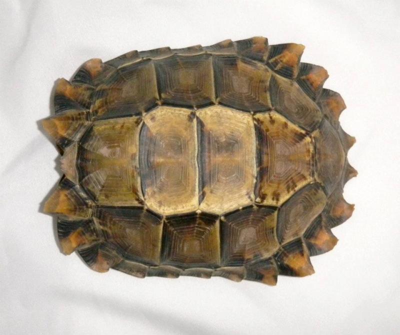 Tao pivot / turtles.