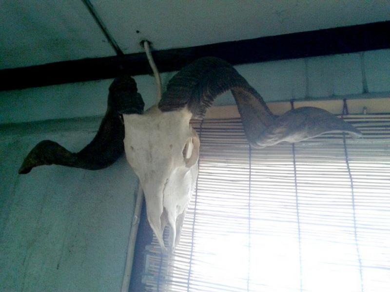 แกะเนปาล