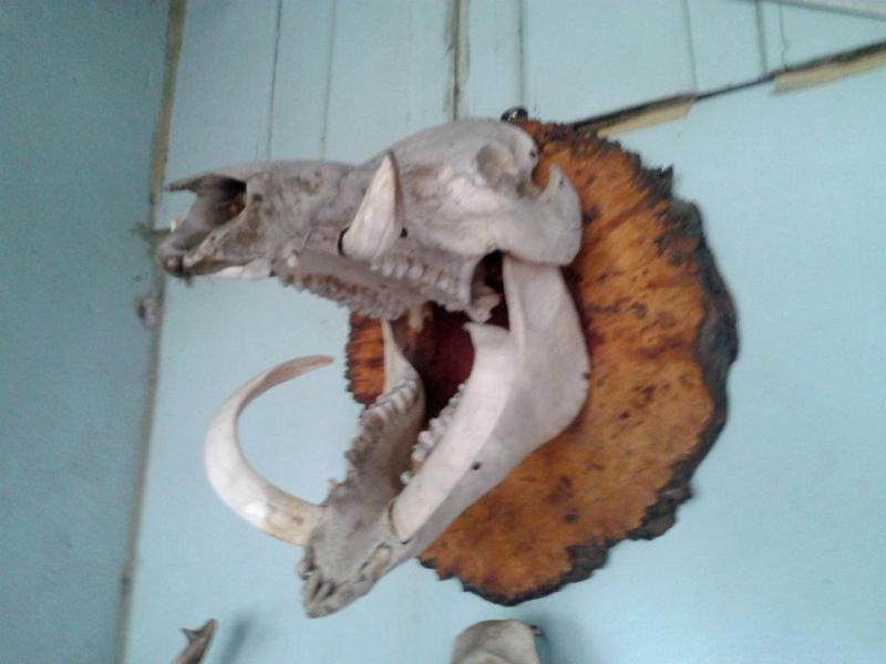 หัวหมูป่า(ขายแล้ว)