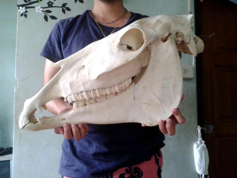 กระโหลกม้า(Gypsy Vanner)ตัวผู้