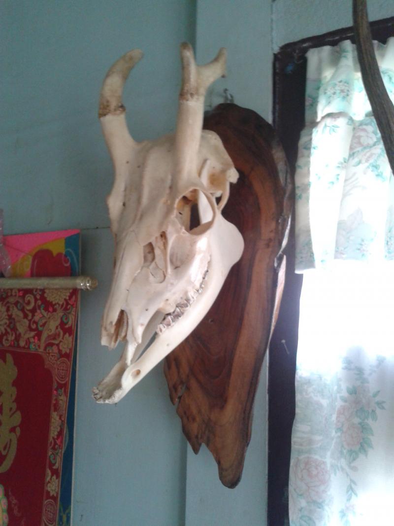 กวางเขาเทียน