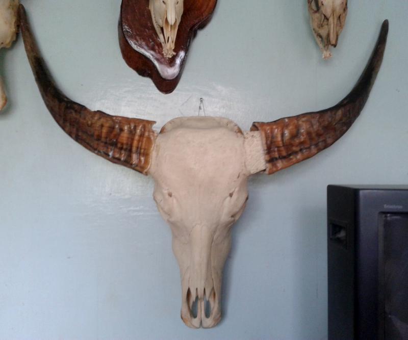 ควายเผือก