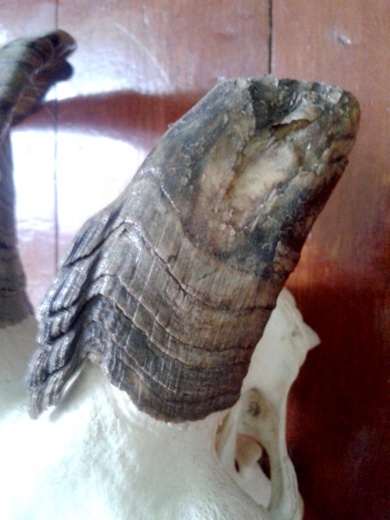 แพะเขาคุต