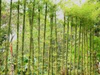 ขายกิ่งพันธุ์ไผ่ ทองสยาม