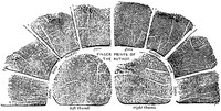 Finger Prints by Francis Galton