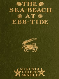 The Sea-beach at Ebb-tide by Augusta Foote Arnold