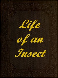 The Life of an Insect