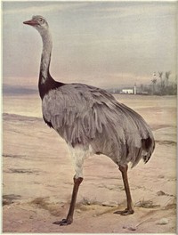 Birds Illustrated by Color Photography, Vol. 3, No. 5 by Various