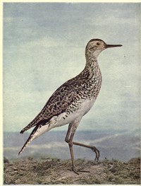 Birds Illustrated by Color Photography, Vol. 3, No. 4. by Various