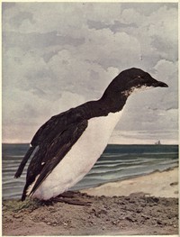 Birds Illustrated by Color Photography, Vol. 3, No. 6, June 1898 by Various