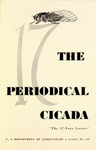 The Periodical Cicada, "the 17-year Locust"